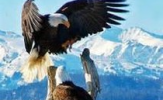 eagles_featured
