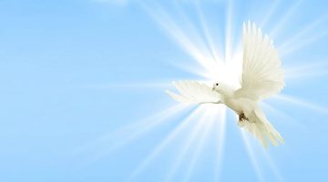 dove-sky-peace-dove-wing