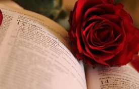 bible and rose