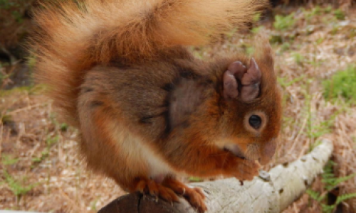 A Leprous Red Squirrel