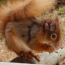 A Leprous Red Squirrel