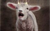 lamb with 2 horns