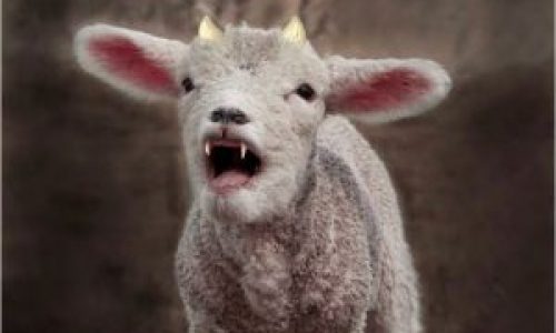 lamb with 2 horns
