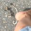 crushing serpent with heel