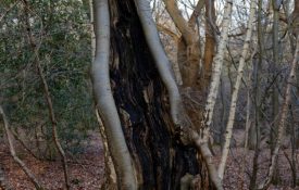 rotten tree trunk