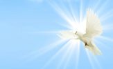 dove-sky-peace-dove-wing