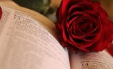 bible and rose