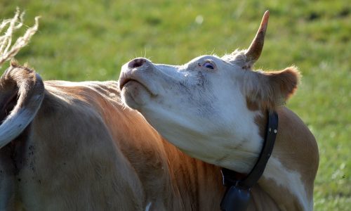 Mad Cow, itching head