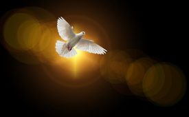 Obey the Spirit
