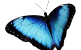 butterfly