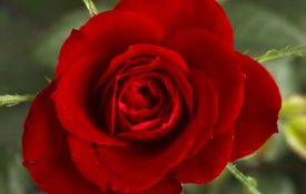 red rose