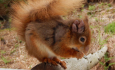 A Leprous Red Squirrel