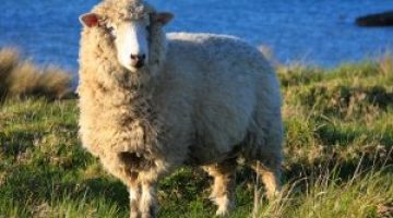 Dolly-300x209