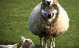 wolf in sheeps skin