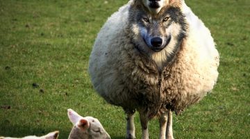 wolf in sheeps skin