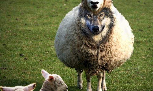 wolf in sheeps skin